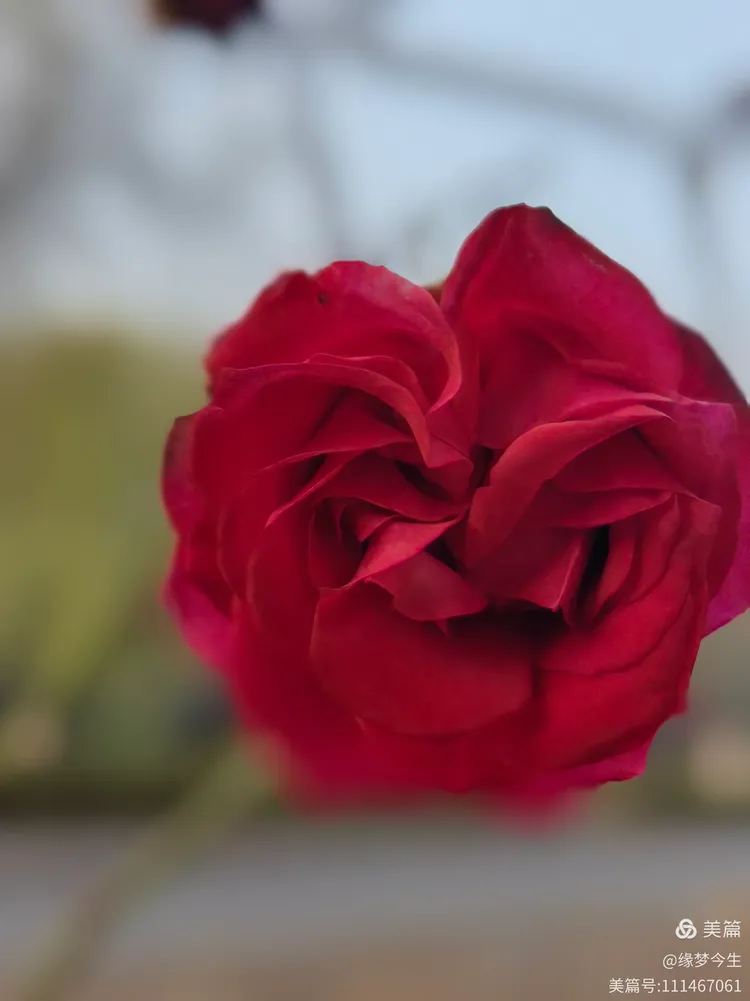 玫瑰月季迎元旦